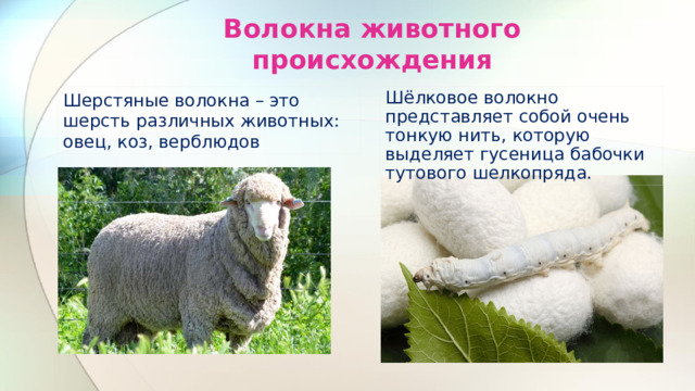 Волокна животного происхождения Шерстяные волокна – это шерсть различных животных: овец, коз, верблюдов Шёлковое волокно представляет собой очень тонкую нить, которую выделяет гусеница бабочки тутового шелкопряда. 