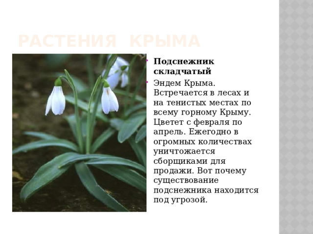 Растения Крыма Подснежник складчатый Эндем Крыма. Встречается в лесах и на тенистых местах по всему горному Крыму. Цветет с февраля по апрель. Ежегодно в огромных количествах уничтожается сборщиками для продажи. Вот почему существование подснежника находится под угрозой. 