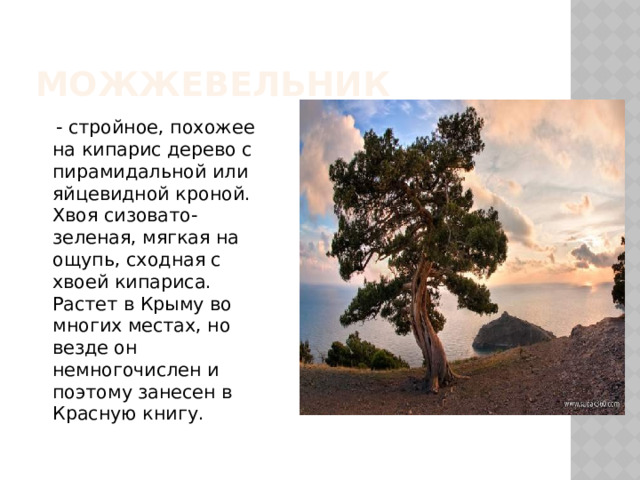 МОЖЖЕВЕЛЬНИК  - стройное, похожее на кипарис дерево с пирамидальной или яйцевидной кроной. Хвоя сизовато-зеленая, мягкая на ощупь, сходная с хвоей кипариса. Растет в Крыму во многих местах, но везде он немногочислен и поэтому занесен в Красную книгу. 