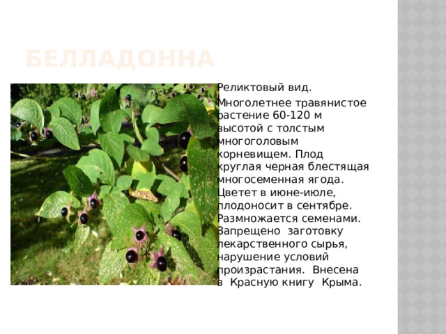 Белладонна Реликтовый вид. Многолетнее травянистое растение 60-120 м высотой с толстым многоголовым корневищем. Плод круглая черная блестящая многосеменная ягода. Цветет в июне-июле, плодоносит в сентябре. Размножается семенами. Запрещено заготовку лекарственного сырья, нарушение условий произрастания. Внесена в Красную книгу Крыма. 