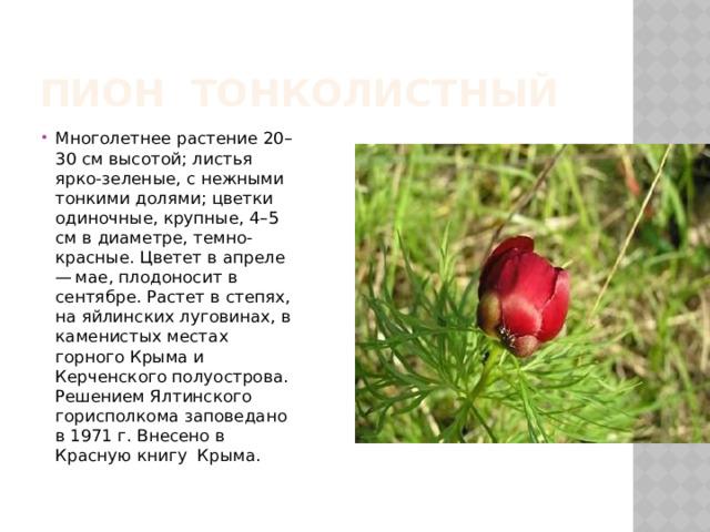 Пион тонколистный Многолетнее растение 20–30 см высотой; листья ярко-зеленые, с нежными тонкими долями; цветки одиночные, крупные, 4–5 см в диаметре, темно-красные. Цветет в апреле — мае, плодоносит в сентябре. Растет в степях, на яйлинских луговинах, в каменистых местах горного Крыма и Керченского полуострова. Решением Ялтинского горисполкома заповедано в 1971 г. Внесено в Красную книгу Крыма. 