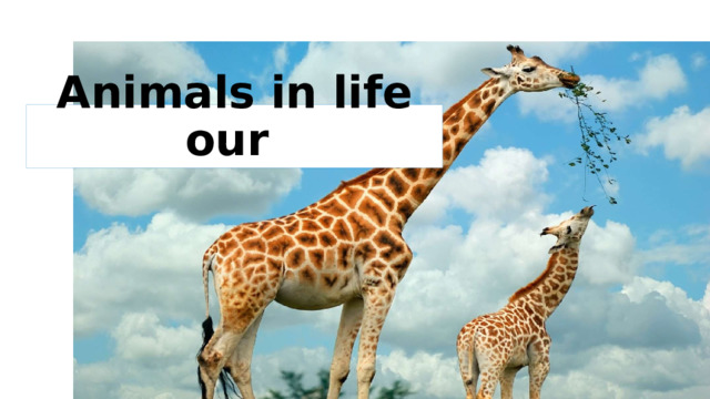 Animals in life our 