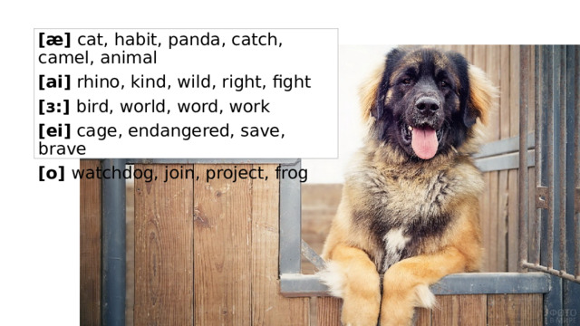 [æ]  cat, habit, panda, catch, camel, animal [ai]  rhino, kind, wild, right, fight [з:]  bird, world, word, work [ei]  cage, endangered, save, brave [o]  watchdog, join, project, frog 