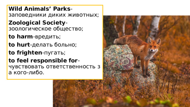 Wild Animals’ Parks -заповедники диких животных;  Zoological Society -зоологическое общество;  to harm -вредить;  to hurt -делать больно;  to frighten -пугать;  to feel responsible for -чувствовать ответственность за кого-либо. 