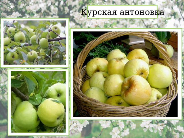 Курская антоновка 
