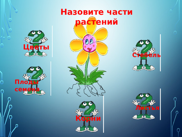 Назовите части растений Цветы Стебель Плоды семена Листья Корни 