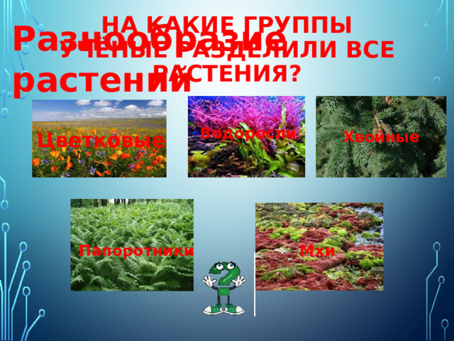 Разнообразие растений На какие группы учёные разделили все растения? Водоросли Цветковые Хвойные Папоротники Мхи 