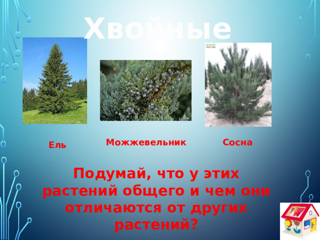 Хвойные Сосна Можжевельник Ель Подумай, что у этих растений общего и чем они отличаются от других растений? 