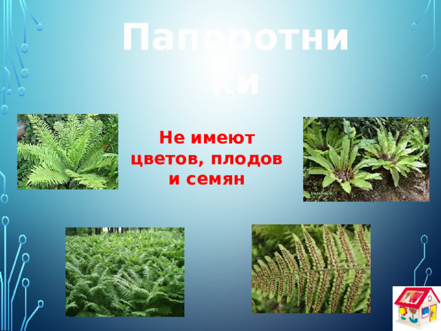 Папоротники Не имеют цветов, плодов и семян 