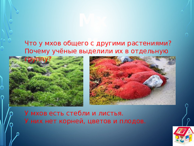 Мхи Что у мхов общего с другими растениями? Почему учёные выделили их в отдельную группу? У мхов есть стебли и листья. У них нет корней, цветов и плодов. 