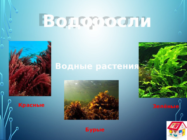 Водоросли Водные растения Красные Зелёные Бурые 