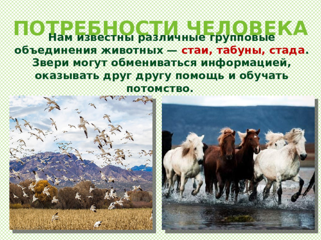 ПОТРЕБНОСТИ ЧЕЛОВЕКА Нам известны различные групповые объединения животных — стаи, табуны, стада . Звери могут обмениваться информацией, оказывать друг другу помощь и обучать потомство. 