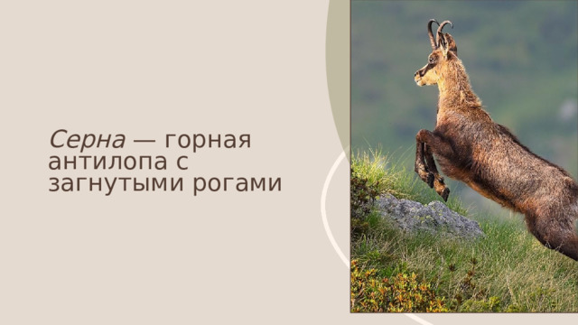 Серна — горная антилопа с загнутыми рогами 