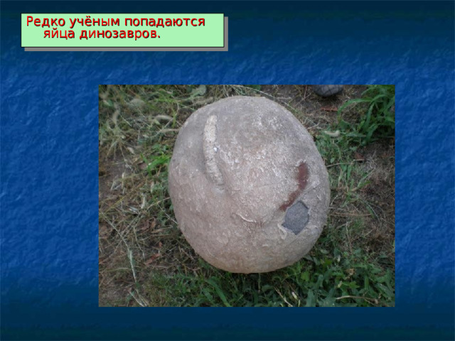 Редко учёным попадаются яйца динозавров. 