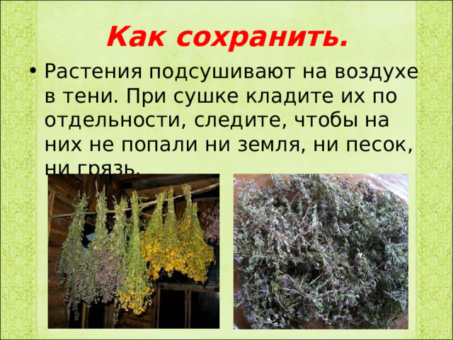 Как сохранить. Растения подсушивают на воздухе в тени. При сушке кладите их по отдельности, следите, чтобы на них не попали ни земля, ни песок, ни грязь. 