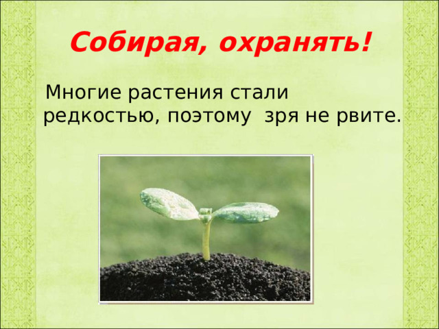 Собирая, охранять!  Многие растения стали редкостью, поэтому зря не рвите. 