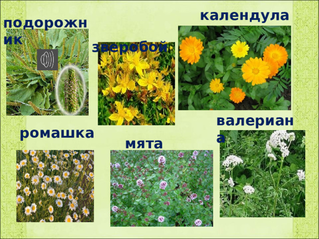 календула подорожник  зверобой валериана  ромашка мята 