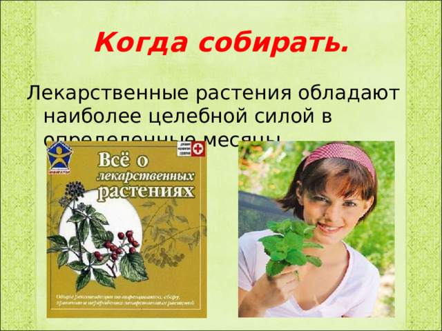 Когда собирать. Лекарственные растения обладают наиболее целебной силой в определенные месяцы. 