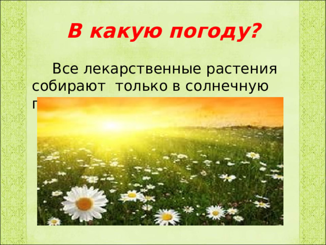 В какую погоду?  Все лекарственные растения собирают только в солнечную погоду. 