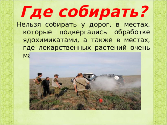 Где собирать? Нельзя собирать у дорог, в местах, которые подвергались обработке ядохимикатами, а также в местах, где лекарственных растений очень мало. 