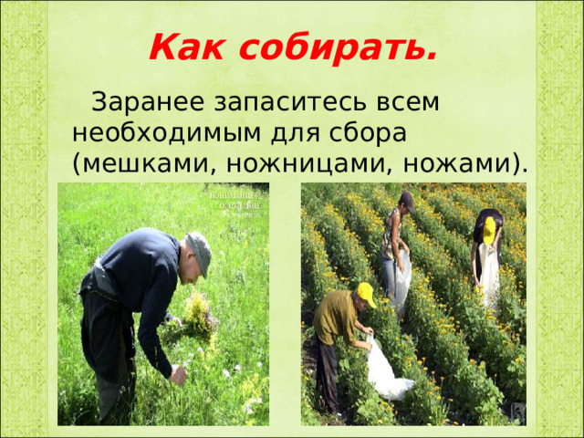 Как собирать.  Заранее запаситесь всем необходимым для сбора (мешками, ножницами, ножами). 
