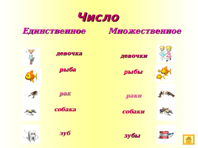 Число  Множественное Единственное  девочка  рыба  рак  девочки  рыбы  раки  собака  зуб  собаки  зубы   