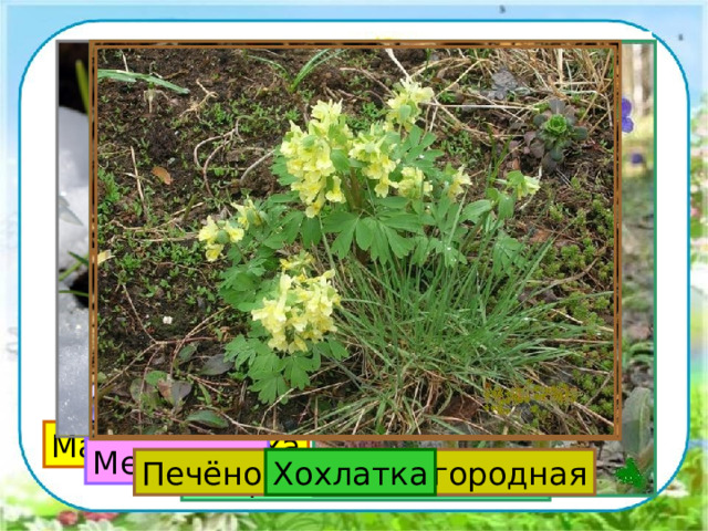 Мать–и-мачеха Медуница Печёночница благородная Хохлатка Подснежники Ветреница лютичная 