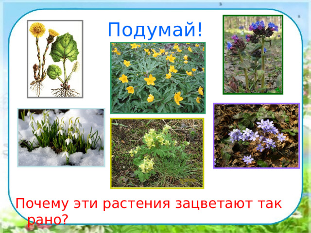 Подумай! Почему эти растения зацветают так рано? 