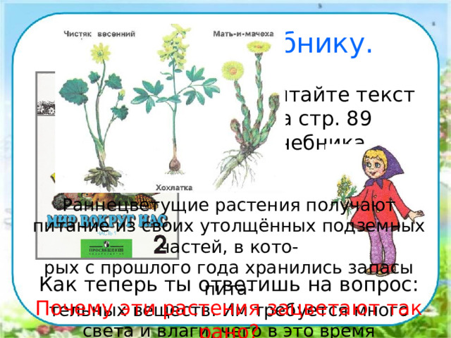 Работа по учебнику.  Прочитайте текст на стр. 89 учебника. Раннецветущие растения получают питание из своих утолщённых подземных частей, в кото- рых с прошлого года хранились запасы пита- тельных веществ. Им требуется много света и влаги, чего в это время предостаточно. Тепла им требуется немного. Как теперь ты ответишь на вопрос: Почему эти растения зацветают так рано? 