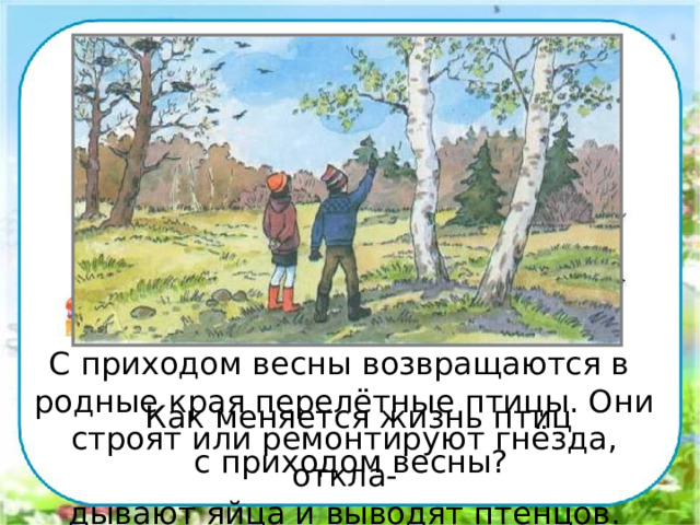 Работа в парах. С приходом весны возвращаются в родные края перелётные птицы. Они строят или ремонтируют гнёзда, откла- дывают яйца и выводят птенцов.  Как меняется жизнь птиц с приходом весны? 