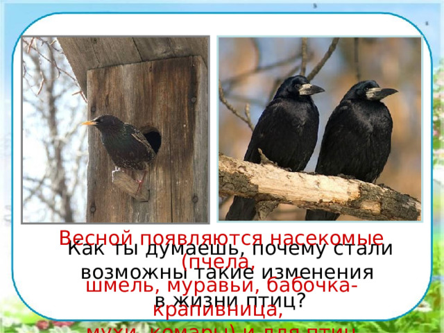 Весной появляются насекомые (пчела, шмель, муравьи, бабочка-крапивница, мухи, комары) и для птиц  становится больше корма.  Как ты думаешь, почему стали возможны такие изменения  в жизни птиц? 