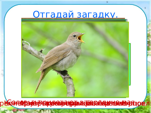 Отгадай загадку. Прилетает к нам с теплом, Путь проделав длинный. Лепит домик под окном Из травы и глины. Всех перелетных птиц черней, Чистит пашню от червей. Взад-вперёд по пашне вскачь. А зовётся птица … Прилетел к нам, наконец, Лучший наш певец. Дни и ночи напролёт Он поёт. Своё гнездо он в поле вьёт, Где тянутся растения. Его и песня и полёт Вошли в стихотворения! Мы построили вдвоём Для гостей весенний дом, А верней сказать – дворец. Прилетай скорей … СКВОРЕЦ ГРАЧ ЖАВОРОНОК ЛАСТОЧКА СОЛОВЕЙ Соловьи прилетают в середине мая. Время прилёта жаворонков – начало апреля. Конец марта – время прилёта скворцов. Март – время прилёта грачей. Май – время прилёта ласточек. 