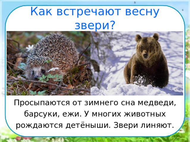 Как встречают весну звери? Просыпаются от зимнего сна медведи, барсуки, ежи. У многих животных рождаются детёныши. Звери линяют. 