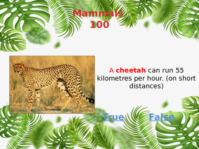 Mammals  100 A  cheetah   can run 55 kilometres per hour. (on short distances) True False 