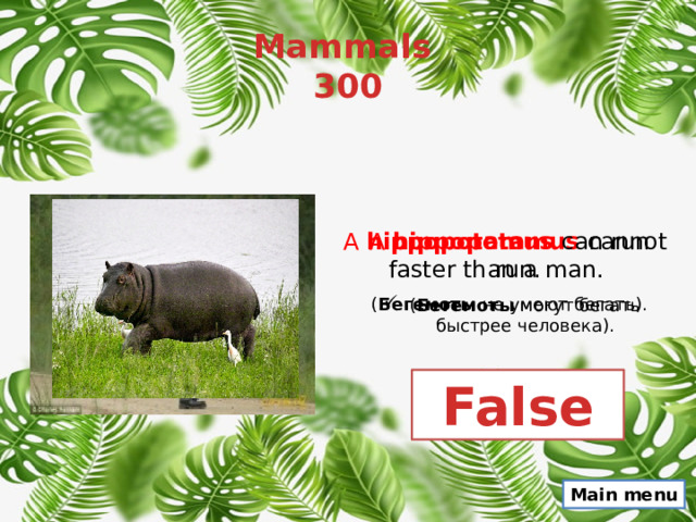 Mammals  300 A  hippopotamus   cannot run. A  hippopotamus   can run faster than a man. ( Бегемоты  не умеют бегать). ( Бегемоты  могут бегать быстрее человека). False Main menu 