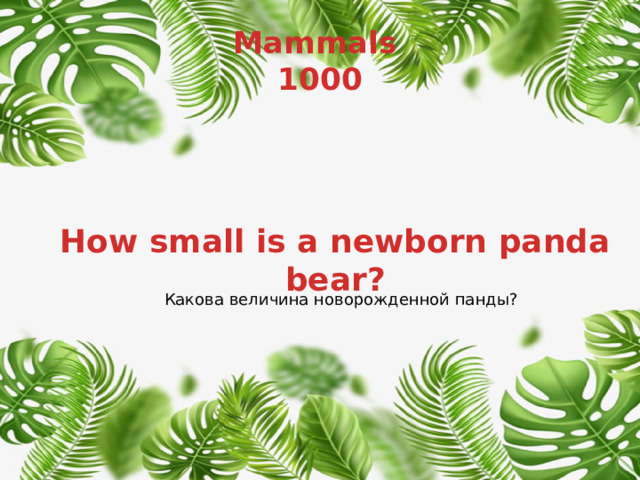 Mammals  1000 How small is a newborn panda bear? Какова величина новорожденной панды? 