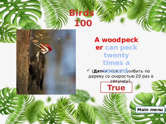 Birds  100 A woodpecker  can peck twenty times a second. ( Дятел  может долбить по дереву со скоростью 20 раз в секунду). True Main menu 