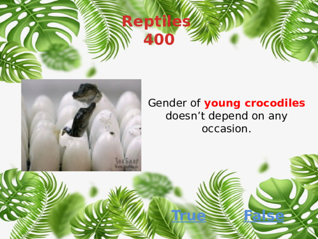 Reptiles  400 Gender of  young crocodiles doesn’t depend on any occasion. False True 