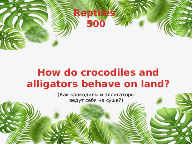 Reptiles  500 How do crocodiles and alligators behave on land? (Как крокодилы и аллигаторы ведут себя на суше?) 