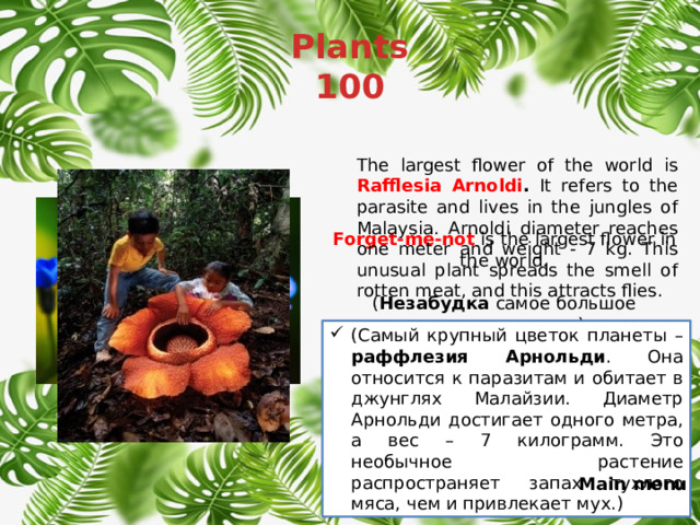 Plants  100 The largest flower of the world is Rafflesia Arnoldi . It refers to the parasite and lives in the jungles of Malaysia. Arnoldi diameter reaches one meter and weight - 7 kg. This unusual plant spreads the smell of rotten meat, and this attracts flies. Forget-me-not  is the largest flower in the world. ( Незабудка самое большое растение в мире) (Самый крупный цветок планеты – раффлезия Арнольди . Она относится к паразитам и обитает в джунглях Малайзии. Диаметр Арнольди достигает одного метра, а вес – 7 килограмм. Это необычное растение распространяет запах тухлого мяса, чем и привлекает мух.) False Main menu 