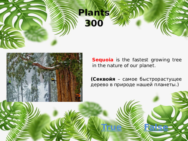 Plants  300 Sequoia  is the fastest growing tree in the nature of our planet. (Секвойя – самое быстрорастущее дерево в природе нашей планеты.) False True 