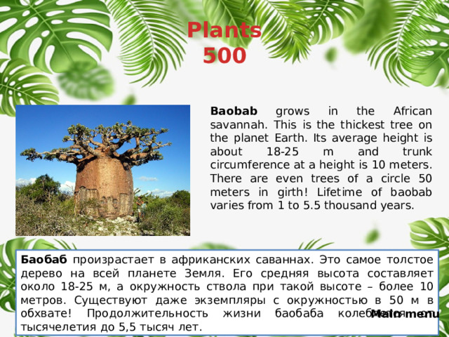 Plants  500 Baobab grows in the African savannah. This is the thickest tree on the planet Earth. Its average height is about 18-25 m and trunk circumference at a height is 10 meters. There are even trees of a circle 50 meters in girth! Lifetime of baobab varies from 1 to 5.5 thousand years. Баобаб произрастает в африканских саваннах. Это самое толстое дерево на всей планете Земля. Его средняя высота составляет около 18-25 м, а окружность ствола при такой высоте – более 10 метров. Существуют даже экземпляры с окружностью в 50 м в обхвате! Продолжительность жизни баобаба колеблется от тысячелетия до 5,5 тысяч лет. Main menu 