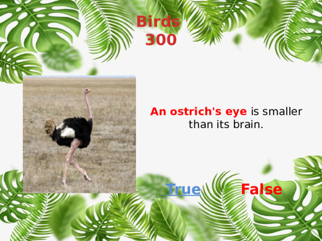 Birds  300 An ostrich's eye is smaller than its brain. True False 