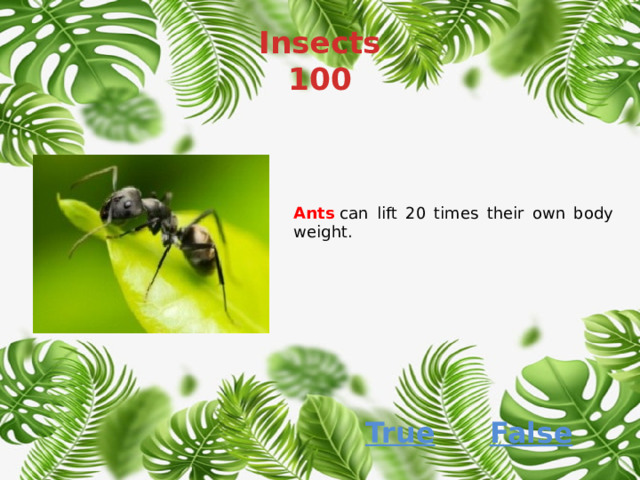 Insects  100 Ants  can lift 20 times their own body weight. True False 