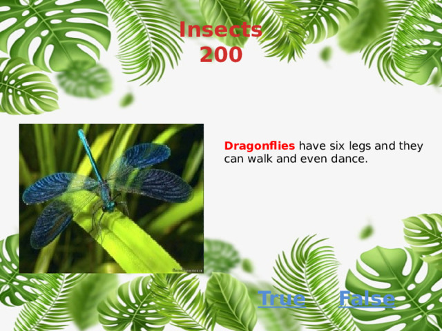 Insects  200 Dragonflies  have six legs and they can walk and even dance. True False 