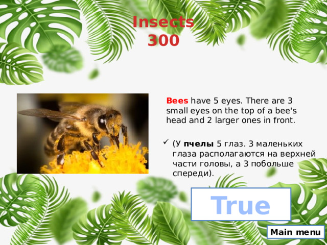 Insects  300 Bees  have 5 eyes. There are 3 small eyes on the top of a bee's head and 2 larger ones in front. (У  пчелы  5 глаз. 3 маленьких глаза располагаются на верхней части головы, а 3 побольше спереди). True Main menu 