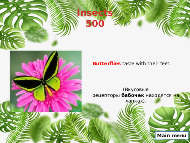 Insects  500 Butterflies  taste with their feet. (Вкусовые рецепторы  бабочек  находятся на лапках). Main menu 