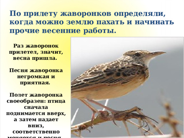 По прилету жаворонков определяли, когда можно землю пахать и начинать прочие весенние работы. Раз жаворонок прилетел, значит, весна пришла.  Песня жаворонка негромкая и приятная.  Полет жаворонка своеобразен: птица сначала поднимается вверх, а затем падает вниз, соответственно меняется и песня. 
