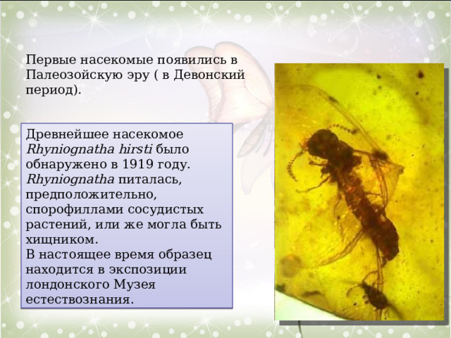 Первые насекомые появились в Палеозойскую эру ( в Девонский период). Древнейшее насекомое Rhyniognatha hirsti было обнаружено в 1919 году. Rhyniognatha питалась, предположительно, спорофиллами сосудистых растений, или же могла быть хищником. В настоящее время образец находится в экспозиции лондонского Музея естествознания. 