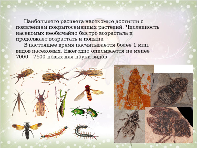  Наибольшего расцвета насекомые достигли с появлением покрытосеменных растений. Численность насекомых необычайно быстро возрастала и продолжает возрастать и поныне.  В настоящее время насчитывается более 1 млн. видов насекомых. Ежегодно описывается не менее 7000—7500 новых для науки видов 